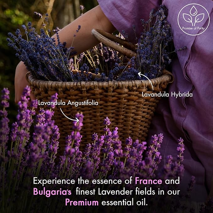 Majestic Pure Lavender Essential Oil with Glass Dropper - 1 Fl Oz - 100% Pure and Natural Lavender Oil - Premium Grade Essential Oils for Diffuser, Aromatherapy, Soap and Candle Making